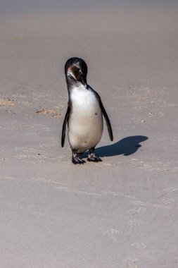 Kumlu sahilde yürüyen Afrika pengueni. Afrika pengueni. Kaya kolonisi. Güney Afrika