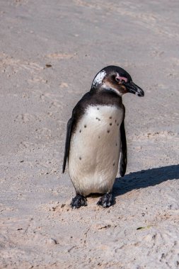 Kumlu sahilde yürüyen Afrika pengueni. Afrika pengueni. Kaya kolonisi. Güney Afrika