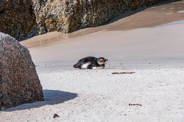 Tučňák Africký Kráčí Písečné Pláži Tučňák Africký Kolonie Balvanů Jižní — Stock fotografie