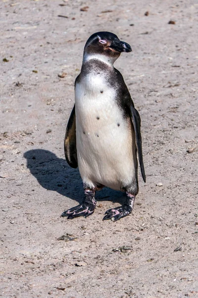 Kumlu sahilde yürüyen Afrika pengueni. Afrika pengueni. Kaya kolonisi. Güney Afrika