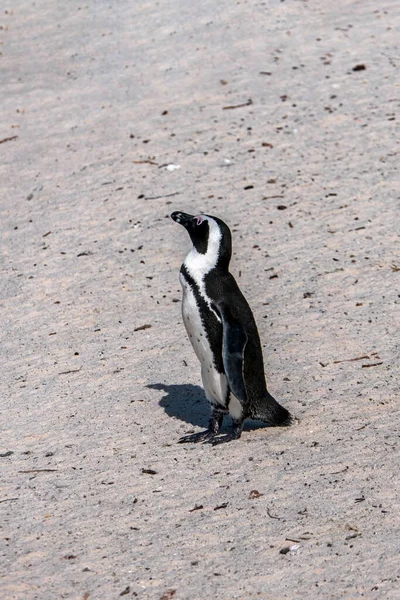 Африканський Пінгвін Ходить Піщаному Пляжу Африканський Пінгвін Колонія Валунів Пар — стокове фото