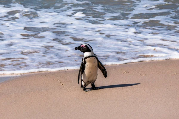 African Penguin Walking Sandy Beach African Penguin Boulders Colony South — Stock Photo, Image