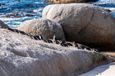 Boulders Sahili Penguen Kolonisi. Penguenler kayaların ve kumların üzerinde dinleniyor. Cape Town, Güney Afrika. Kara ayaklı penguenler.