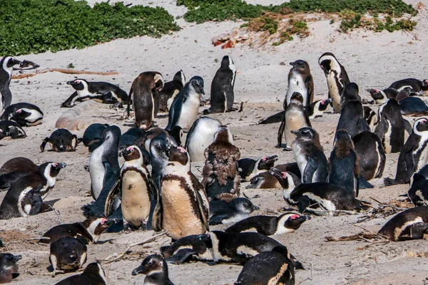 Boulders Beach Penguin Colony Tučňáci Odpočívají Skalách Písku Kapské Město — Stock fotografie