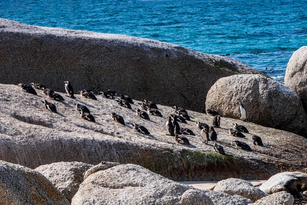 博尔德斯海滩企鹅群 企鹅栖息在岩石和沙滩上 南非开普敦 黑脚企鹅 — 图库照片