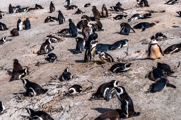Boulders Beach Penguin Colony Tučňáci Odpočívají Skalách Písku Kapské Město — Stock fotografie