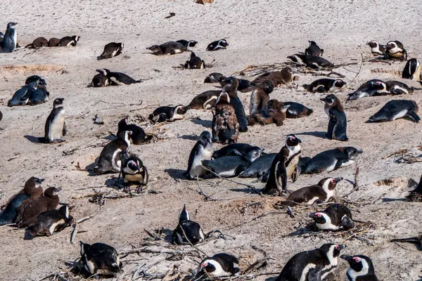 博尔德斯海滩企鹅群 企鹅栖息在岩石和沙滩上 南非开普敦 黑脚企鹅 — 图库照片