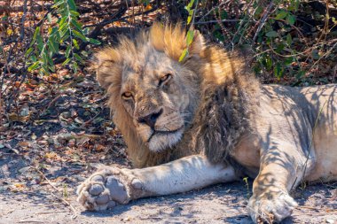 Büyük aslan öğle sıcağında gölgede dinleniyor.