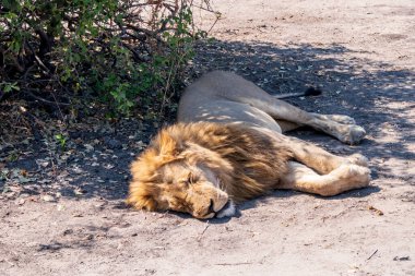 Büyük aslan öğle sıcağında gölgede dinleniyor.