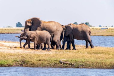 Afrika filleri Chobe Nehri 'ndeki bir adada besleniyor. Botswana Ulusal Parkı