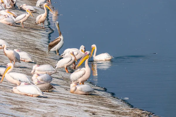 Migrarea Sezonieră Păsărilor Mare Pelican Alb Pelecanus Onocrotalus Sau Pasăre — Fotografie, imagine de stoc