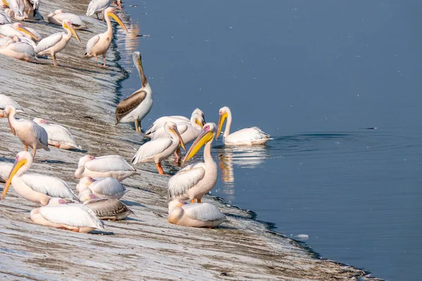 Migration Saisonnière Des Oiseaux Grand Pélican Blanc Pelecanus Onocrotalus Pélican — Photo