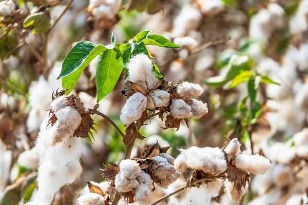 Harvesting. Fields of ripe cotton with open bolls and fluffy white cotton. Israel. Selective focus