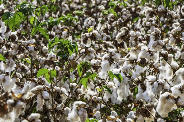Harvesting. Fields of ripe cotton with open bolls and fluffy white cotton. Israel. Selective focus