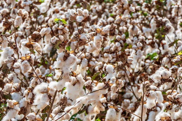 Harvesting. Fields of ripe cotton with open bolls and fluffy white cotton. Israel. Selective focus