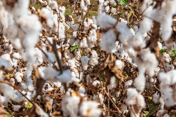 Harvesting. Fields of ripe cotton with open bolls and fluffy white cotton. Israel. Selective focus