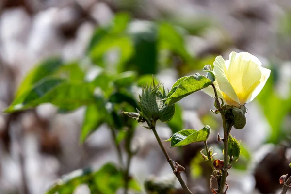 Gyapotnövény Virág Homályos Háttér Egy Mező Nyitott Bolls Izrael — Stock Fotó