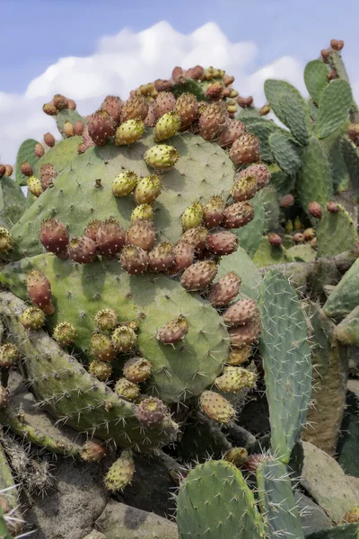 Prickly pear cactus close up with ripe prickly fruit, opuntia cactus spines. Israel