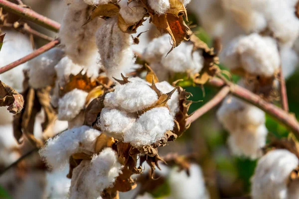 Harvesting. Fields of ripe cotton closeup with open bolls and fluffy white cotton. Israel