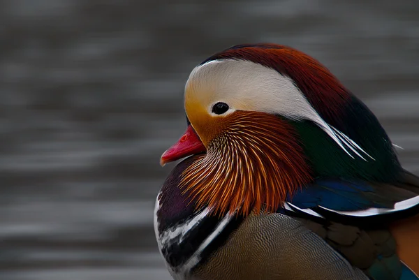 Mandarinenente — Stockfoto