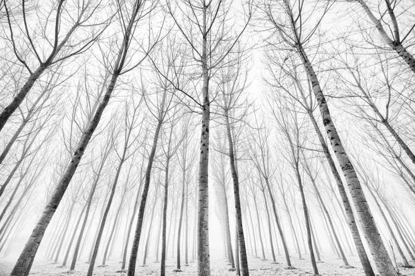 Foresta in inverno — Foto Stock