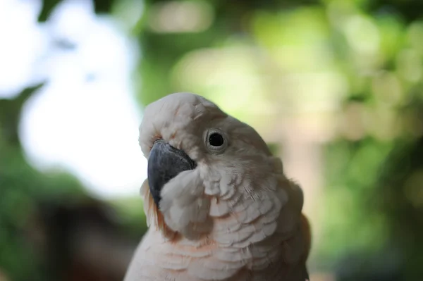 Portraits of the birds — Stock Photo, Image