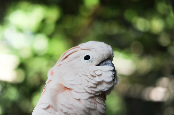 Retratos das aves — Fotografia de Stock