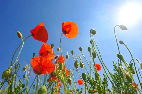 Amapolas — Foto de Stock