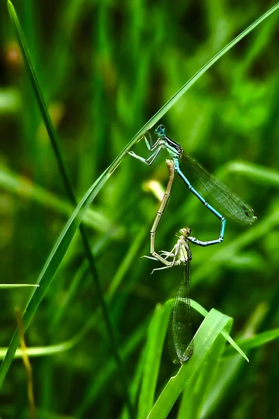 Dragonflies in love — Stock Photo, Image