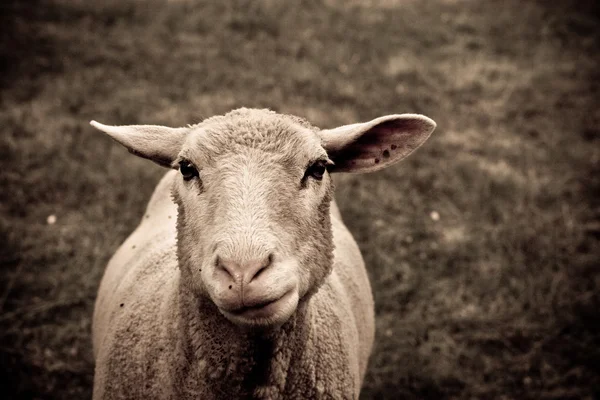 Retrato de oveja —  Fotos de Stock