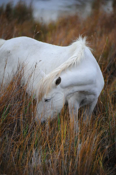 Pferd auf der Weide — Stockfoto