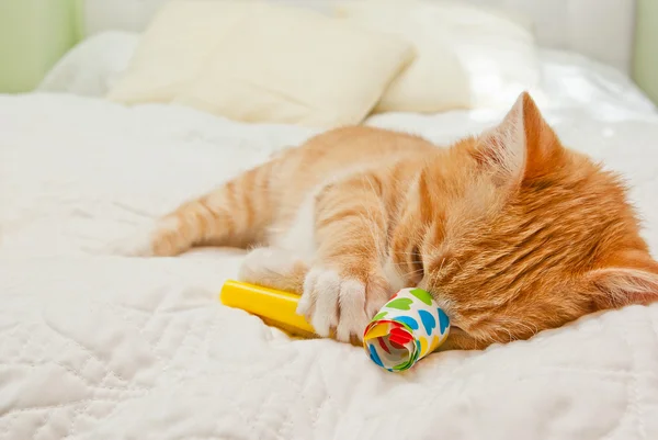 Ginger kitten sleeping — Stock Photo, Image