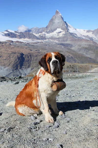 matterhorn dağ köpek