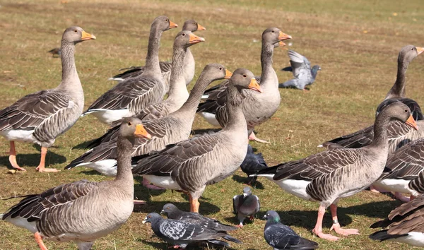 Grupp av gäss — Stockfoto