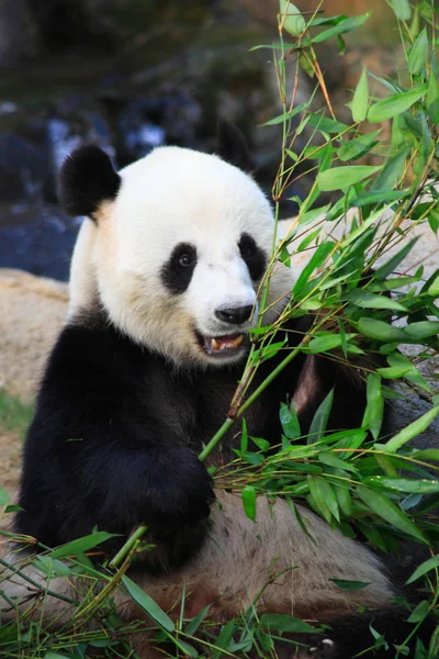 Riesenpanda — Stockfoto