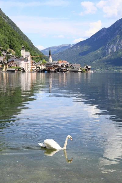 Hallstatt lake met zwaan zwemmen — Stockfoto