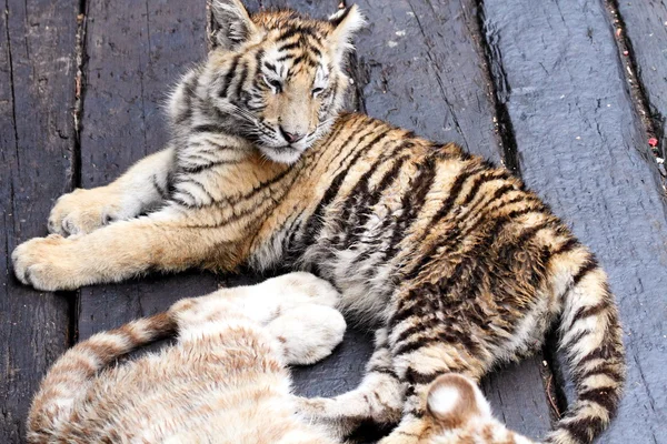 Tigre bebé en un zoológico —  Fotos de Stock