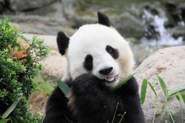 güzel panda