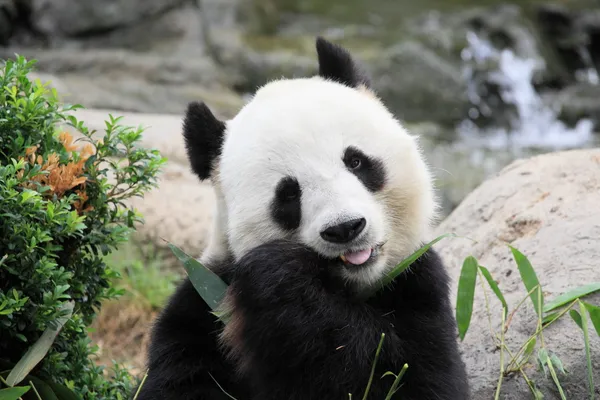 Schöner Panda — Stockfoto