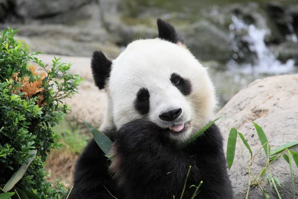 Prachtige panda — Stockfoto