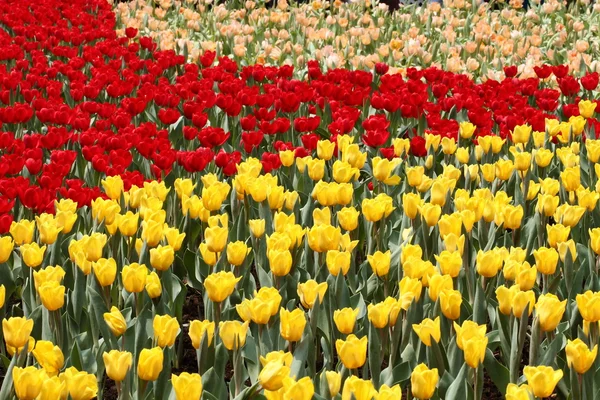 Blumenfeld im Frühling — Stockfoto