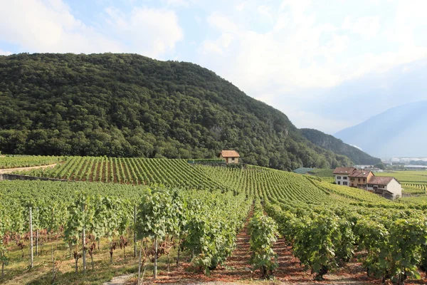 Vineyard in Switzerland — Stock Photo, Image