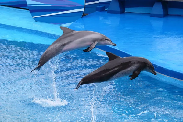 Delfini che saltano fuori dall'acqua — Foto Stock