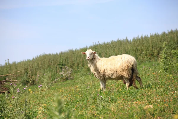 Owce samotny stojący na łąkach — Zdjęcie stockowe