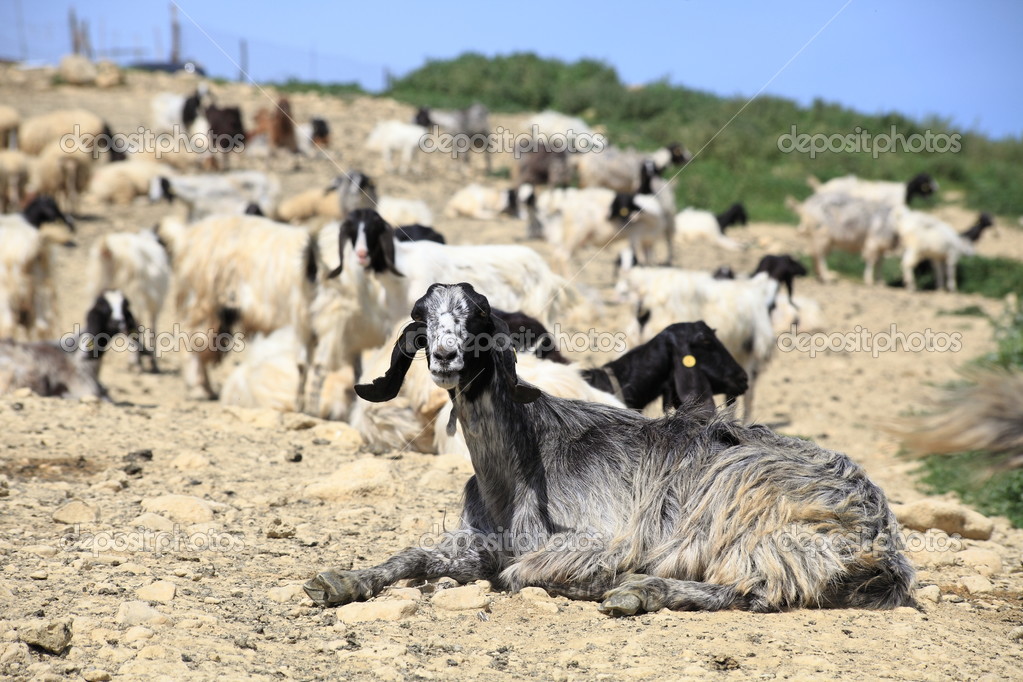 Encantadoras cabras en Sicilia — Foto de stock © ohmaymay 46986887