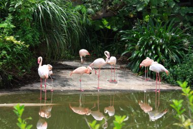 güzel Flamingo예쁜 홍학