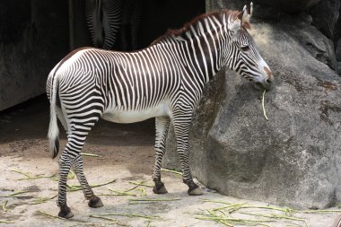 güzel zebra