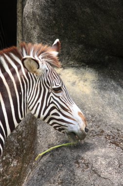 Bir zebranın portresi