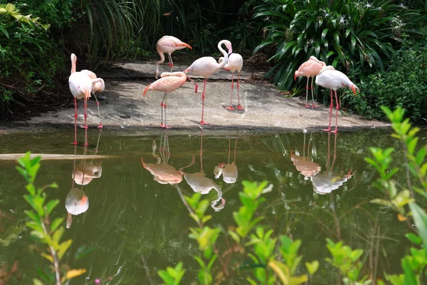 Groep van Flamingo 's — Stockfoto