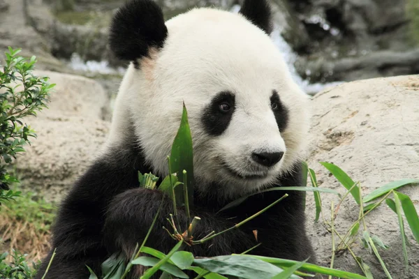 Panda a Hong Kong — Foto Stock